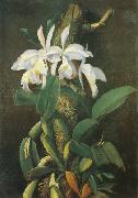 unknow artist Orquideas oil painting reproduction